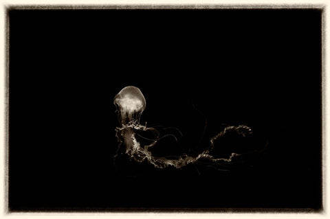 Antique Jellies 6 White Modern Wood Framed Art Print with Double Matting by Lee, Rachel