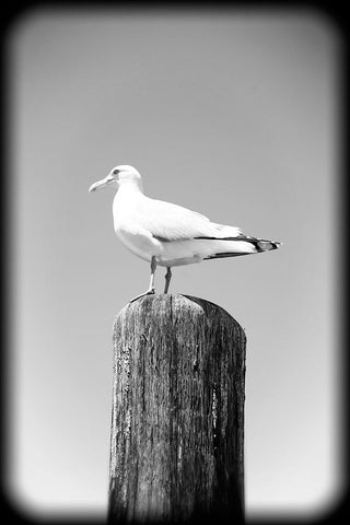 Beach 27 BW Holga Black Modern Wood Framed Art Print by Lee, Rachel