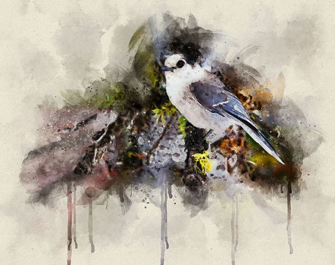 Bird 13 Watercolor White Modern Wood Framed Art Print with Double Matting by Lee, Rachel