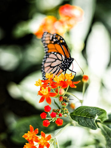 Butterfly 14 White Modern Wood Framed Art Print with Double Matting by Lee, Rachel