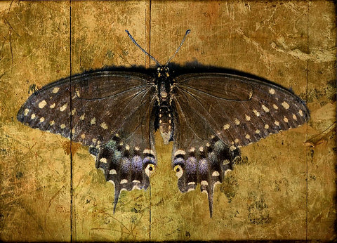 Butterfly 2 Black Modern Wood Framed Art Print by Lee, Rachel