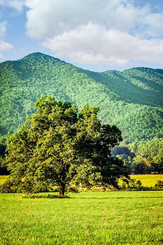 Cades Cove Tree White Modern Wood Framed Art Print with Double Matting by Lee, Rachel