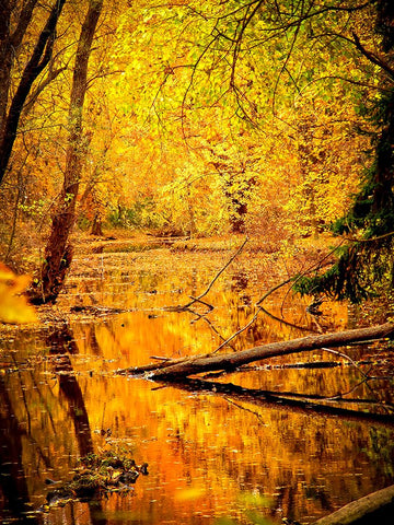 Fall Stream Black Ornate Wood Framed Art Print with Double Matting by Lee, Rachel