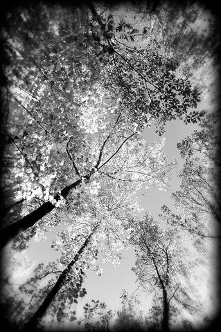 Fall Trees BW Holga Black Modern Wood Framed Art Print by Lee, Rachel