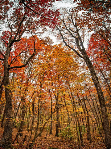 Fall Trees 17 Black Modern Wood Framed Art Print by Lee, Rachel