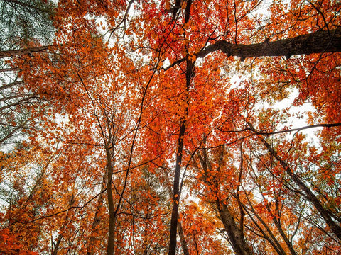 Fall Trees 18 Black Modern Wood Framed Art Print by Lee, Rachel