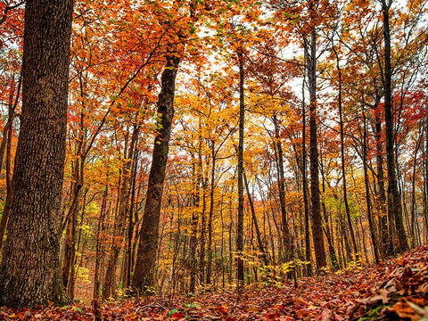 Fall Trees 19 White Modern Wood Framed Art Print with Double Matting by Lee, Rachel