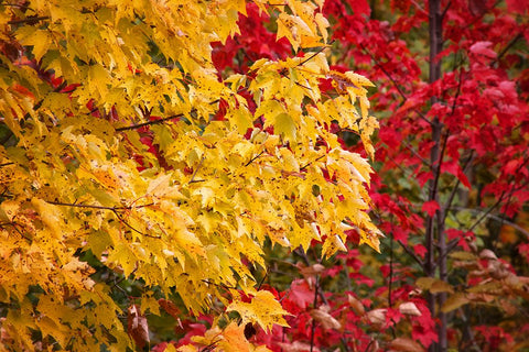 Fall Trees 2 Black Modern Wood Framed Art Print by Lee, Rachel