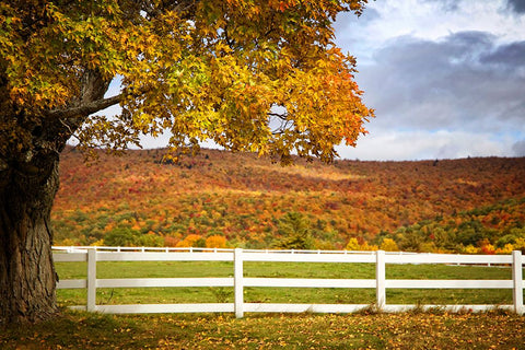 Fall Trees 3 White Modern Wood Framed Art Print with Double Matting by Lee, Rachel