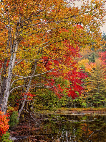 Fall Trees 7 Black Modern Wood Framed Art Print by Lee, Rachel