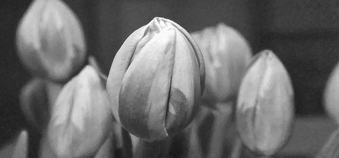 Flower 66 Grayscale Painting White Modern Wood Framed Art Print with Double Matting by Lee, Rachel