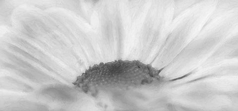 Flower 68 Grayscale Watercolor Black Ornate Wood Framed Art Print with Double Matting by Lee, Rachel