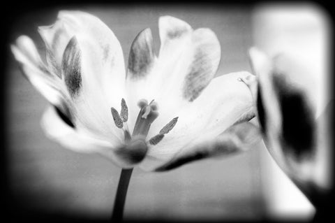 Flower Pink BW Holga Black Modern Wood Framed Art Print by Lee, Rachel