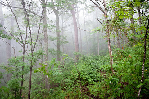 Foggy Forest White Modern Wood Framed Art Print with Double Matting by Lee, Rachel