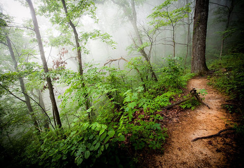 Foggy Forest Path Black Modern Wood Framed Art Print by Lee, Rachel