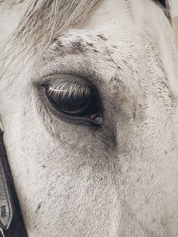 Horse 7 Black Ornate Wood Framed Art Print with Double Matting by Lee, Rachel