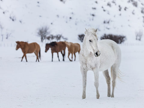 Horse 13 White Modern Wood Framed Art Print with Double Matting by Lee, Rachel