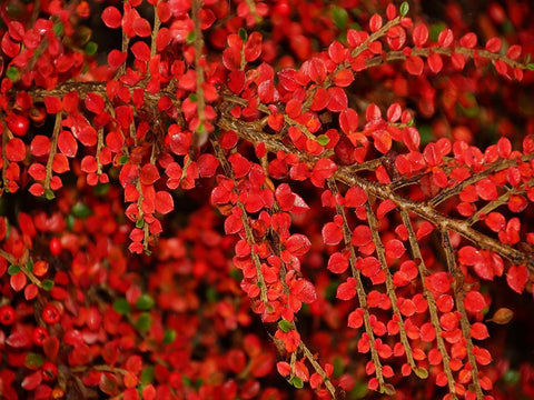 Leaves 8 Black Ornate Wood Framed Art Print with Double Matting by Lee, Rachel