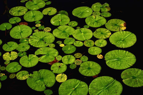 Lily Pads Black Modern Wood Framed Art Print by Lee, Rachel