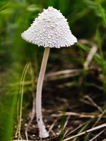 Mushroom 1 Black Modern Wood Framed Art Print by Lee, Rachel