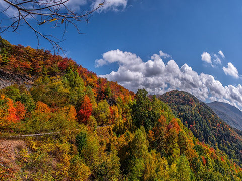 NC Fall Mountains 6 White Modern Wood Framed Art Print with Double Matting by Lee, Rachel