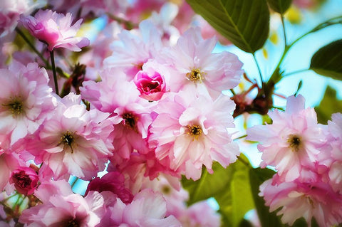 Pink Blossoms White Modern Wood Framed Art Print with Double Matting by Lee, Rachel