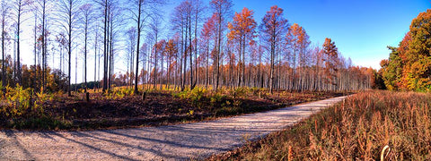 Prentice Road Pano White Modern Wood Framed Art Print with Double Matting by Lee, Rachel