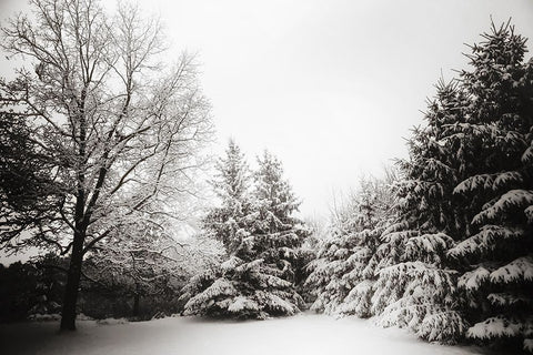 Snow Trees Black Ornate Wood Framed Art Print with Double Matting by Lee, Rachel