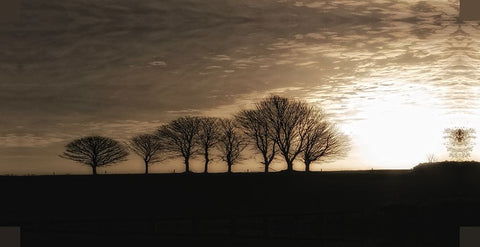 Solitary Trees Black Ornate Wood Framed Art Print with Double Matting by Lee, Rachel