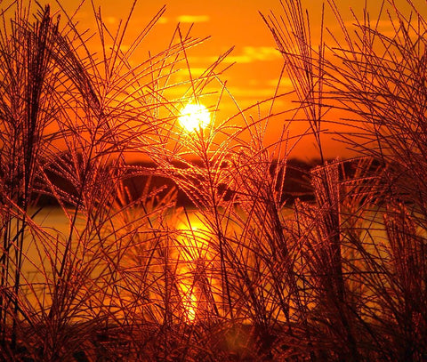 Sunset Lake 3 Black Ornate Wood Framed Art Print with Double Matting by Lee, Rachel