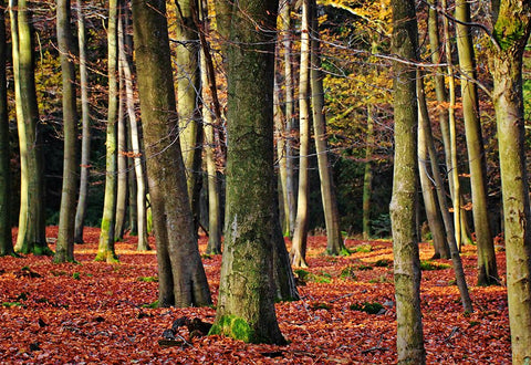 Trees 22 White Modern Wood Framed Art Print with Double Matting by Lee, Rachel
