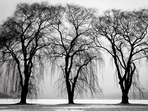 Trees 32 White Modern Wood Framed Art Print with Double Matting by Lee, Rachel
