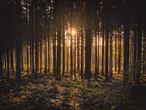 Trees 63 Black Ornate Wood Framed Art Print with Double Matting by Lee, Rachel