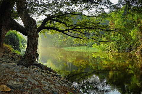 Trees And Water 1 Black Ornate Wood Framed Art Print with Double Matting by Lee, Rachel