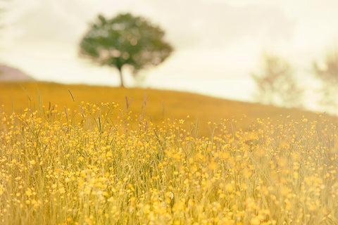 Yellow Meadow Black Ornate Wood Framed Art Print with Double Matting by Lee, Rachel