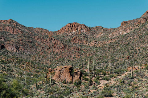 Cactus Mountain 4 Black Ornate Wood Framed Art Print with Double Matting by Malone, Will