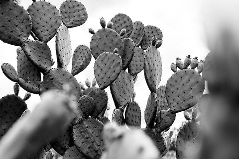 Carolina Cactus Black Ornate Wood Framed Art Print with Double Matting by Malone, Will