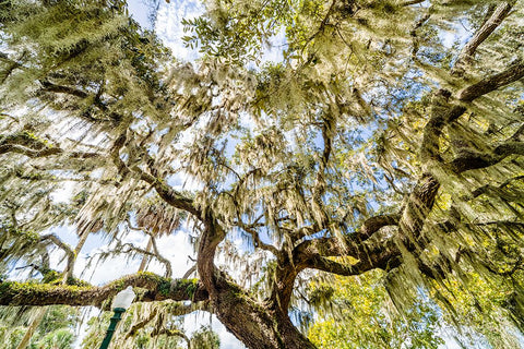 Spanish Moss Black Modern Wood Framed Art Print by Malone, Will