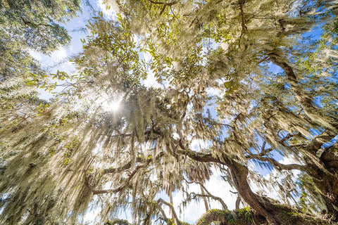 Spanish Moss 2 Black Modern Wood Framed Art Print by Malone, Will