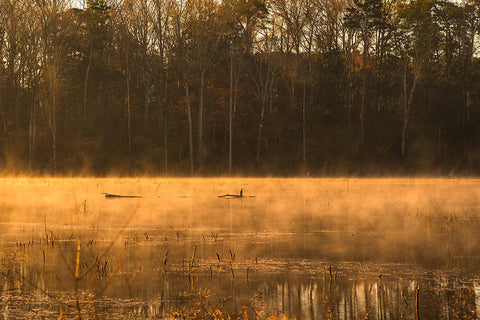 Tired Creek Golden Mist Black Modern Wood Framed Art Print by Malone, Will