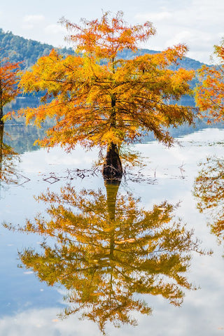 Orange Blast Black Ornate Wood Framed Art Print with Double Matting by Malone, Will