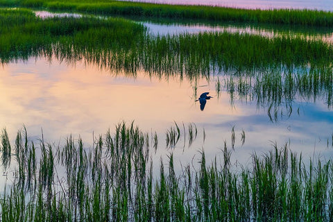 Morning Marsh 3 Black Modern Wood Framed Art Print by Malone, Will