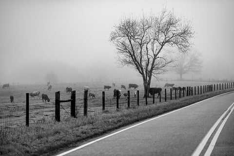 Cows in Fog Black Modern Wood Framed Art Print by Malone, Will