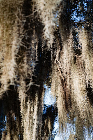 Spanish Moss 4 Black Modern Wood Framed Art Print by Malone, Will