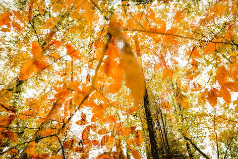 Fall Double Black Ornate Wood Framed Art Print with Double Matting by Malone, Will