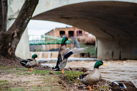 Falls Park Ducks Black Modern Wood Framed Art Print by Malone, Will