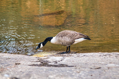 Hungry White Modern Wood Framed Art Print with Double Matting by Malone, Will