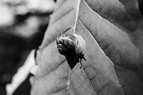 Yellow Branch Snail 3 White Modern Wood Framed Art Print with Double Matting by Malone, Will