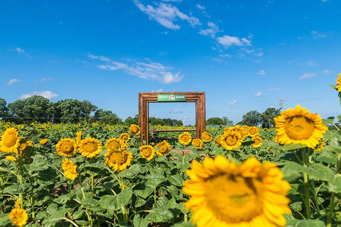 Denver Downs Sunflowers 1 White Modern Wood Framed Art Print with Double Matting by Malone, Will