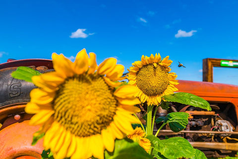 Denver Downs Sunflowers 2 White Modern Wood Framed Art Print with Double Matting by Malone, Will